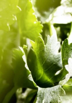 BULGARI Bvlgari Man Wood Essence -Notino Parfum Cosmétiques bulgari bvlgari man wood essence eau de parfum pour homme 3