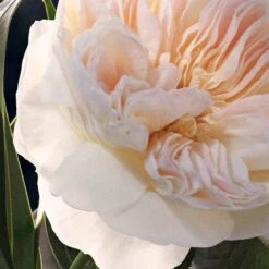 Chloé Chloé -Notino Parfum Cosmétiques chloe chloe eau de parfum pour femme 3