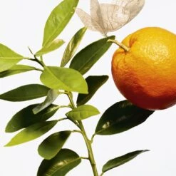 GOUTAL L’Ile Au Thé -Notino Parfum Cosmétiques goutal lile au the eau de toilette mixte 2