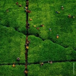 GUERLAIN Aqua Allegoria Nerolia Vetiver Harvest 7 GUERLAIN Aqua Allegoria Nerolia Vetiver Harvest -Notino Parfum Cosmétiques guerlain aqua allegoria nerolia vetiver harvest eau de toilette pour femme edition limitee 5