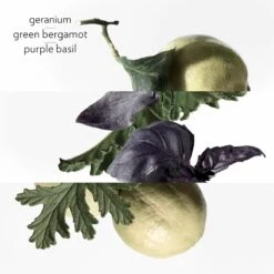 Hermès HERMÈS Colognes Collection Eau De Basilic Pourpre -Notino Parfum Cosmétiques hermes colognes collection eau de basilic pourpre eau de cologne mixte 2